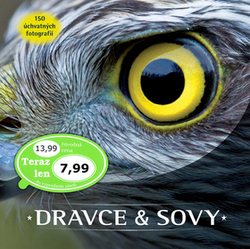 Dravce a sovy